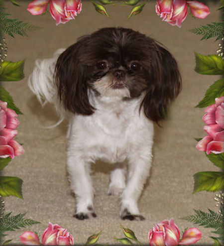 Kyle Chinese Imperial Shih Tzu Stud